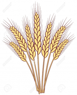 100+ Clipart Wheat | ClipartLook