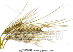 Vector Stock - Wheat grain. Clipart Illustration gg57069618 ...