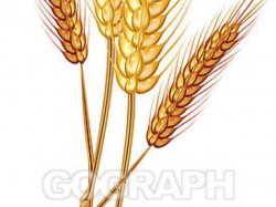 Grains Clipart wheat stock 1 - 274 X 470 Free Clip Art stock ...