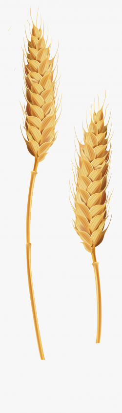 Wheat Stalks Transparent Clip Art Image - Wheat Transparent ...