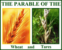 PARABLE OF THE WHEAT AND THE TARES – Matthew 13 | Walking ...