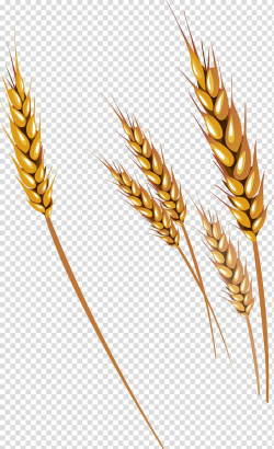 Brown wheat grains illustration, Wheat Fruit , Wheat ...