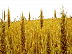 Wheat plant clipart black and white - Rtnl