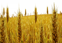 Wheat Cartoon clipart - Wheat, Agriculture, Harvest ...