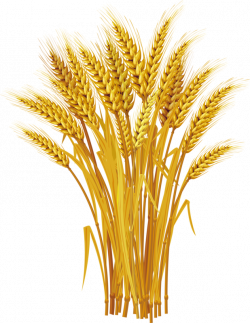 Wheat Royalty-free Ear Clip art - Yellow wheat harvest 618*800 ...