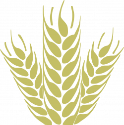 Corn Grain Spica Wheat Cereals PNG Image - Picpng