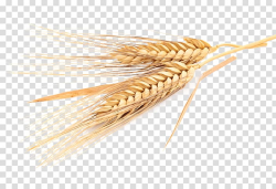 Emmer Cereal Common wheat Rye Whole grain, flour transparent ...