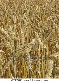 Free Grains Clipart harvest field, Download Free Clip Art on ...