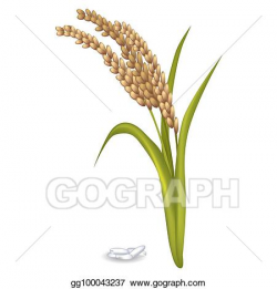 Vector Stock - Paddy ears with rice grain pile on white ...