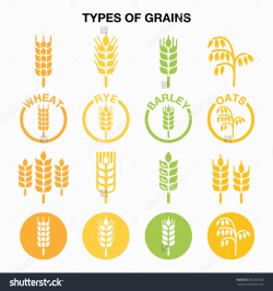 Types Of Grains, Cereals Icons - Wheat, Rye, Barley, Oats ...