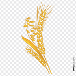 PNG Wheat Grain Element Vector PNG Image - PNG drive