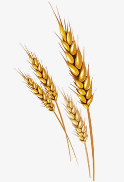 Free Malt Clipart wheat bunch, Download Free Clip Art on ...