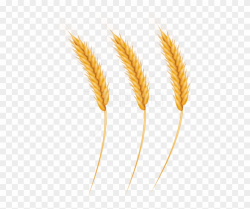 Free Png Download Wheat Grains Clipart Png Photo Png - Wheat ...