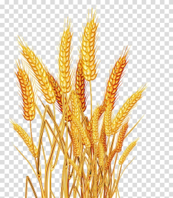 Brown wheat, Rice Oryza sativa Wheat Seed, Rice rice ...