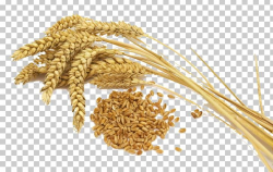 Wheat Belly: Lose The Wheat PNG, Clipart, Avena, Bran ...