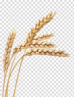 Wheat illustration, Ketenciler Wheat Grain Cereal, Wheat ...