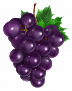 Transparent Grape PNG Clipart Picture | Gallery Yopriceville - High ...