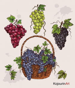 Digital Clipart-Fruit Basket-Purple Grapes -Wicker Basket-Basket -Grapes  -Black Grapes -Green Grapes -Digital Clip Art- Fruits -Fruits Art