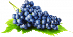 grapes png - Free PNG Images | TOPpng