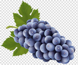 Purple grape fruit illustration, Sultana Grape , Grapes Free ...