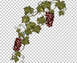 Common Grape Vine Wine Concord Grape PNG, Clipart, Branch ...