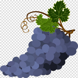Wine Common Grape Vine Grape leaves, Bunch of purple grapes ...