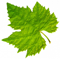 Grape Vine Leaf PNG Image - PurePNG | Free transparent CC0 PNG Image ...