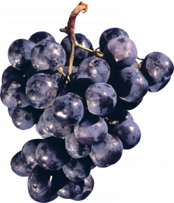 Black Grapes PNG Image - PurePNG | Free transparent CC0 PNG Image ...