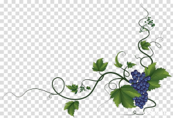 Common Grape Vine Wine Grape leaves Decorative Borders ...