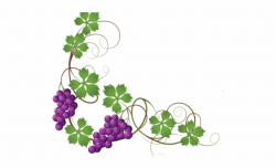 Grapes Clipart Transparent Background - Grapes On Vine ...