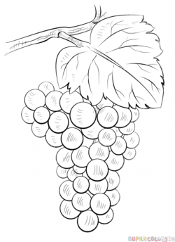 How to draw Grapes step by step. Drawing tutorials for kids ...
