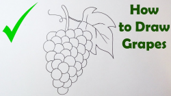 How To Draw Grapes - EASY WAY