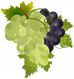 Grapes free to use clipart - Clip Art Library