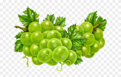 Grapes Clipart Fresh - Seedless Fruit, HD Png Download ...