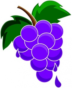 Grapes Clipart Image - Fresh picked purple grapes dripping ...