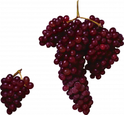 Grape PNG image, free picture download