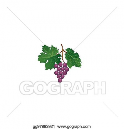 Stock Illustration - Grape branch. floral wineyard retro ...