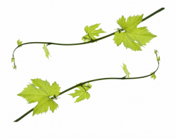Grapevine Png Hd - Clip Art Grape Leaves, Transparent Png ...