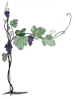Grape Vines | Grapes/Grapevines | Vine drawing, Grape ...