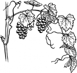 black and white vine clip art | Grapevine clip art - vector ...