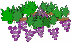 Grape Plant Clipart