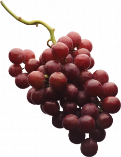 Grape PNG image | FRUIT | Pinterest