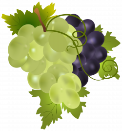 Grapes PNG Clip Art Image | Gallery Yopriceville - High-Quality ...