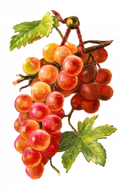 Gold Red Grapes Vine transparent PNG - StickPNG