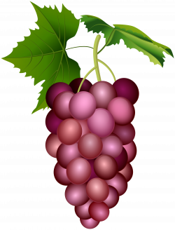 Red Grape PNG Clip Art Image | Gallery Yopriceville - High ...