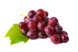 Common Grape Vine Juice Wine Clip art - juice 750*500 transprent Png ...