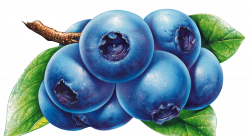 Blueberry Bilberry Drawing Clip art - blueberry 800*438 transprent ...
