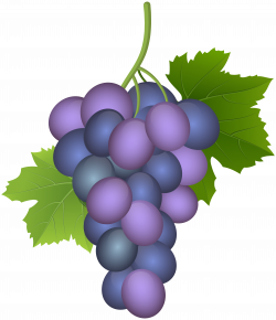 Purple Grape PNG Clip Art Image | Gallery Yopriceville ...