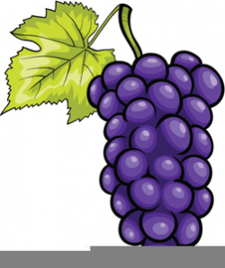 Purple Grapes Clipart | Free Images at Clker.com - vector ...