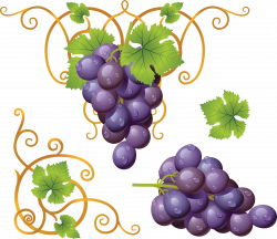 28+ Collection of Grapes Clipart Png | High quality, free cliparts ...